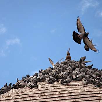 Bird Management System