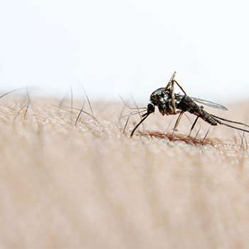 Mosquito Control Solutions (MCS)