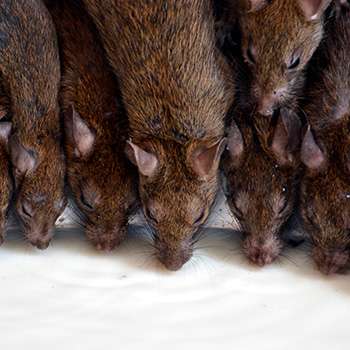 Rodent Control Solutions (RCS)